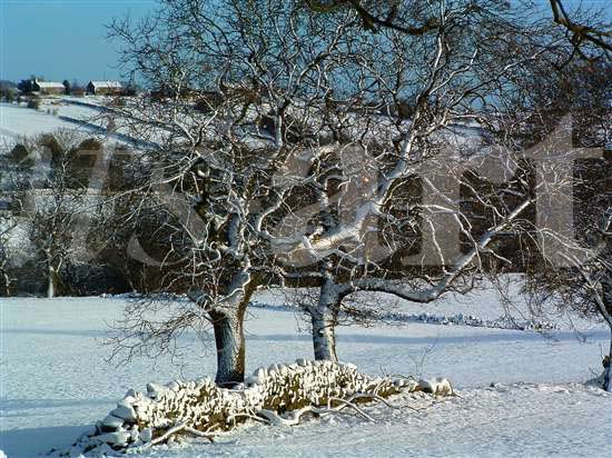 Snowy Tree Photo